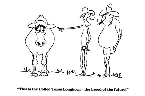 'This is the Polled Texas Longhorn - the breed of the future!'