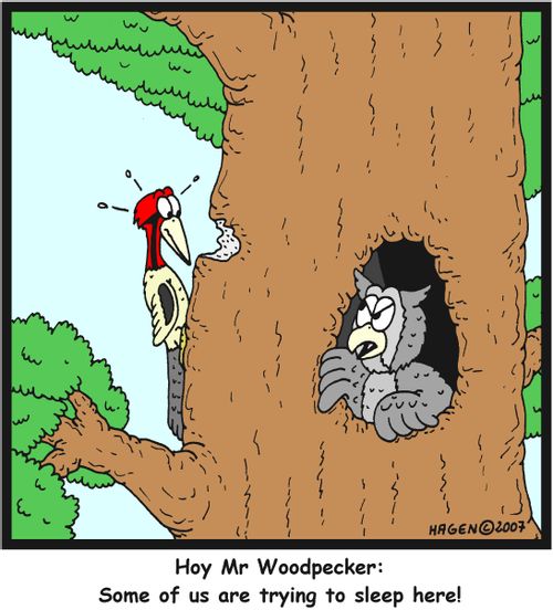 'Hoy Mr Woodpecker: Some of us are trying to sleep here!'