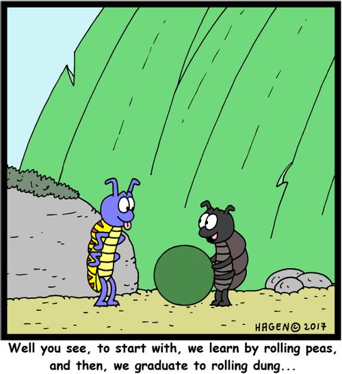 'Well you see, to start with, we learn by rolling peas, and then, we graduate to rolling dung...'