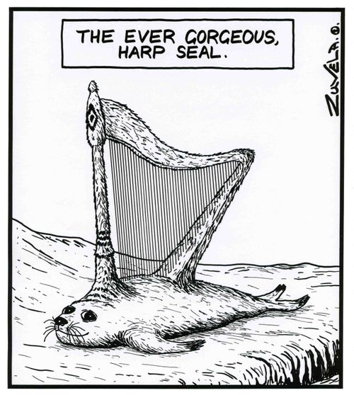 The ever gorgeous, Harp seal.