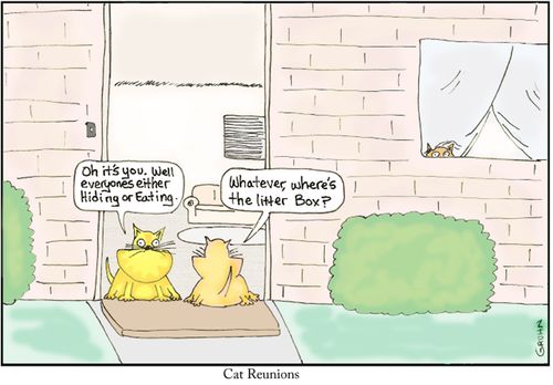 Cat Reunion