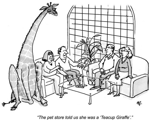 'The pet store told us she was a 'Teacup Giraffe'.'