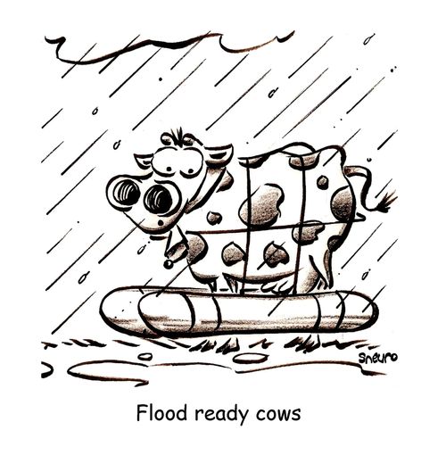 Flood Ready Cows