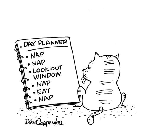 Cat Day Planner.