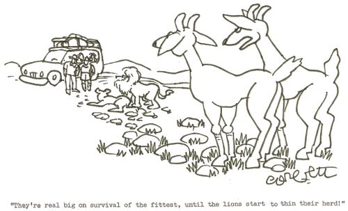 'They're real big on survival of tha fettest, until the lions start to thin their herd,'
