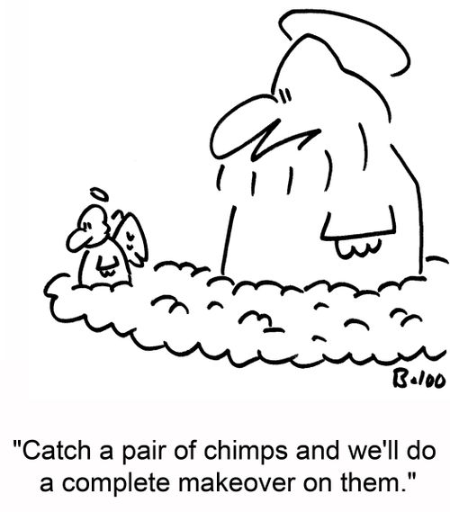 'Catch a pair of chimps and do a complete makeover on them.'