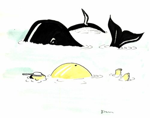 Whale Watching ?