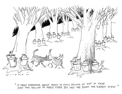 'It takes somewhere around thirty to fifty gallons of sap to make just one gallon of maple syrup, but only one bunny for rabbit stew.'