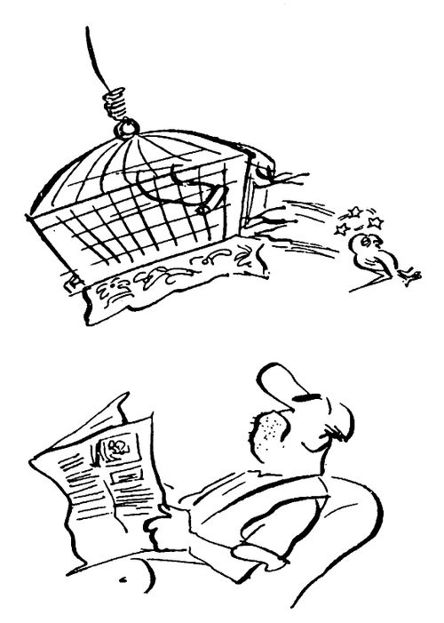 Caged Bird Accident