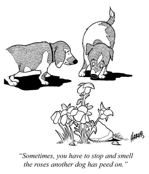 'Sometimes, you have to stop and smell the roses another dog has peed on.'