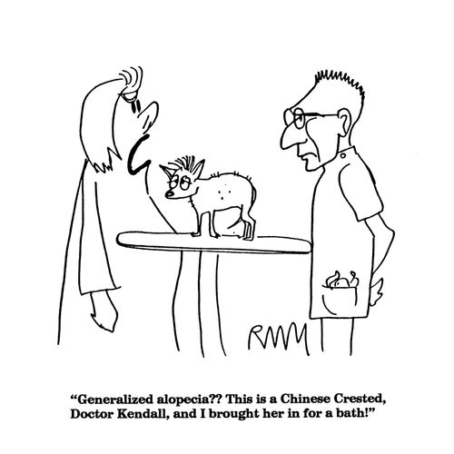 'Generalized alopecia??  This is a Chinese Crested, Doctor Kendall, and I brought her in for a bath.'