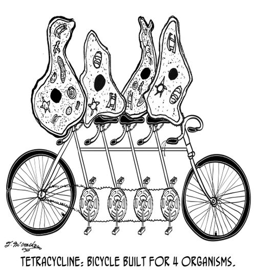 Tetracycline: Bicycle built for 4 organisms.'