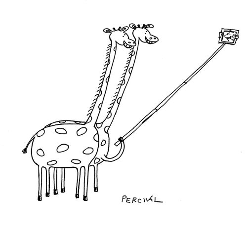 Giraffes Using A Selfie Stick