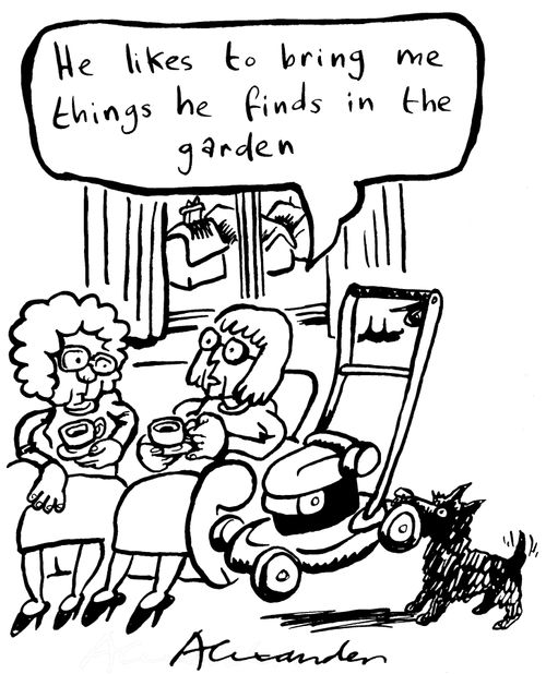 "He likes to bring in things he finds in the garden." (Dog carrying lawnmower).
