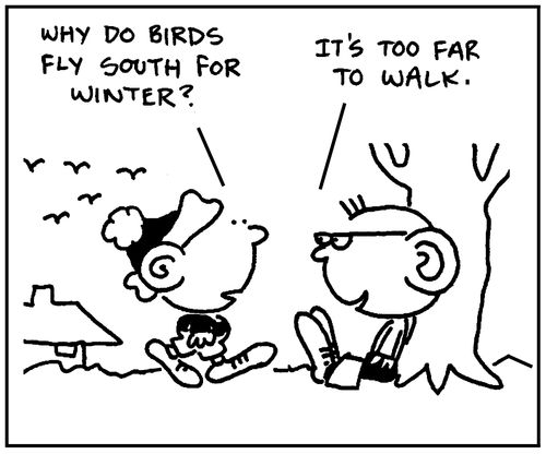 'Why do birds fly south for winter?'