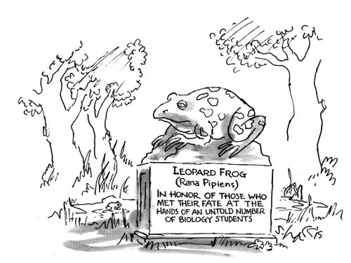 Leopard Frog (Rana Pipiens) - In honor of those who met their fate at the hands of an untold number of biology students.