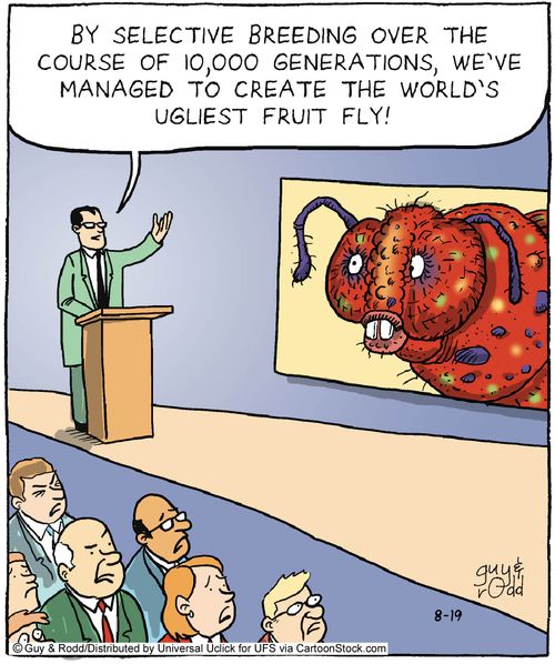 'By selective breeding over the course of 10,000 generations, we've managed to create the world's ugliest fruit fly!