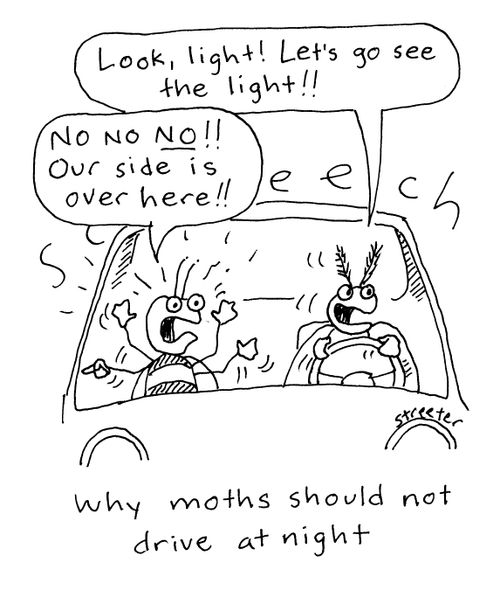 Why moths should not drive at night.