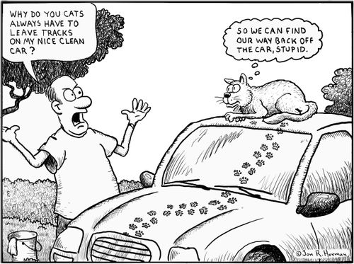 'Why do you cats always have to leave tracks on my nice clean car?'