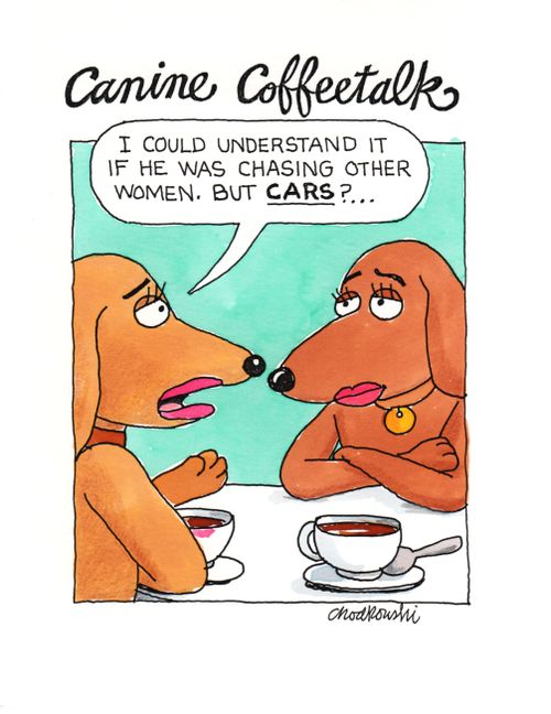 Canine Coffeetalk: "I could understand it if he was chasing other women. But cars?. . ."