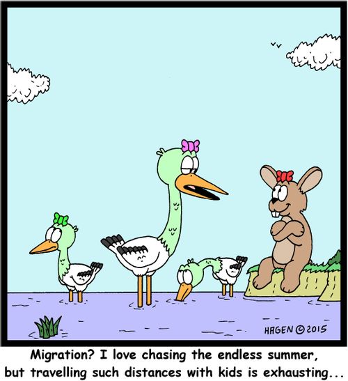 "Migration? I love chasing the endless summer, but travelling such distances with kids is exhausting..."