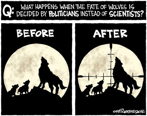 What happens when the fate of wolves is decided by politicians instead of scientists?