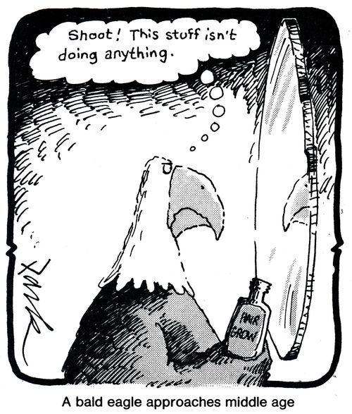 A bald eagle approaches middle age