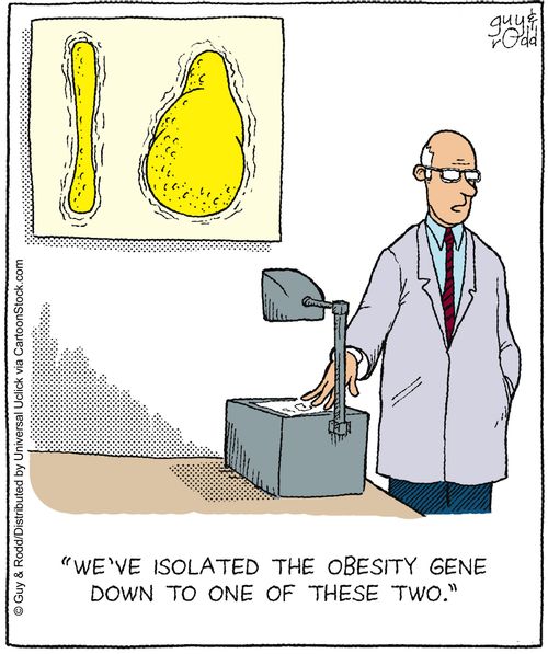 'We've isolated the obesity gene down to one of these two.'