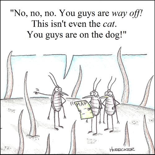'No, no, no. You guys are way off! This isn't even the cat. You guys are on the dog.'