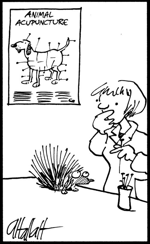 Vet considering how to apply acupunture to a hedgehog.