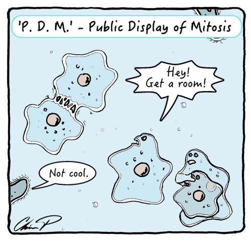 P.D.M. - Public Display of Mitosis