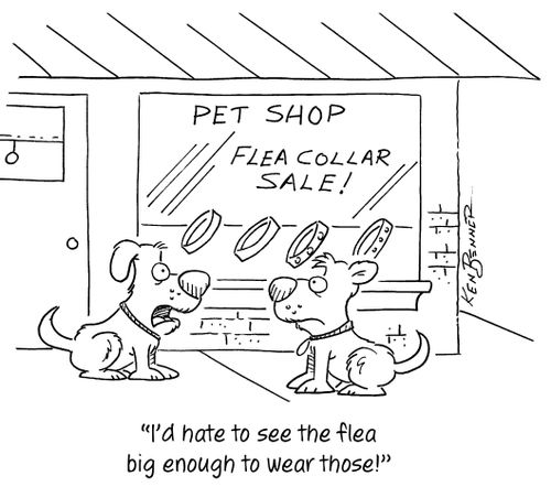 "I'd hate to see the flea big enough to wear those!"