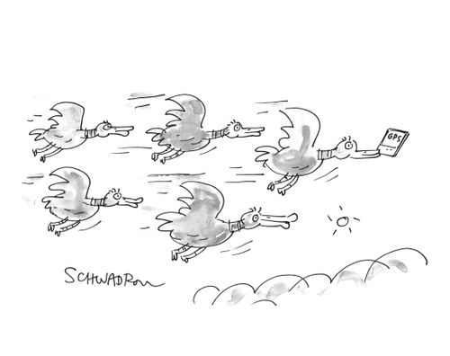 Birds flying with GPS.