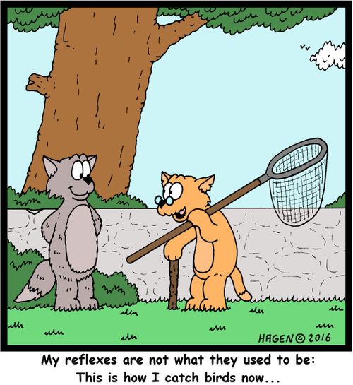 "My reflexes are not what they used to be: This is how I catch birds now..."