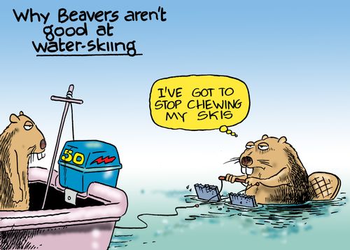 'Why beavers aren't good at water-skiing: I've got to stop chewing my skis.'