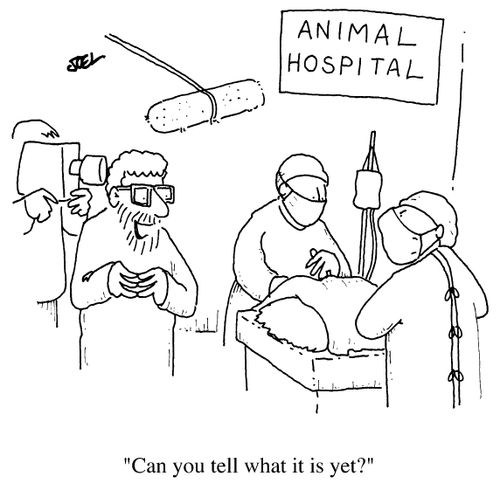 Animal Hospital