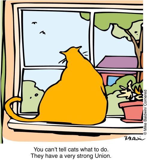"You can't tell a cat what to do. They have a very strong Union"