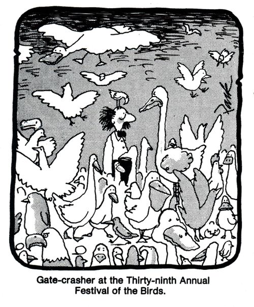 Gate-Crasher at the Thirty-ninth Annual Festival of the Birds.