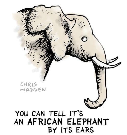 You can tell it's an African Elephant by its ears.