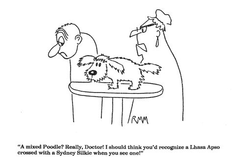 'A mixed Poodle?  Really, Doctor!...