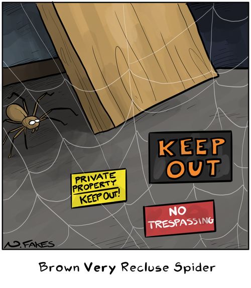 Brown Very Recluse Spider