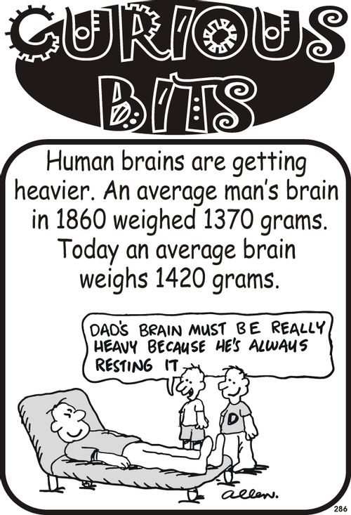 Curious Bits - Men's Brains