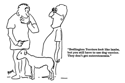 'Bedlington Terriers look like lambs...