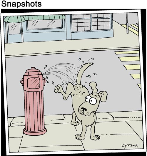 Hydrant leaks on dog.