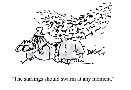 'The starlings should swarm at any moment.'