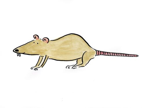 Rat
