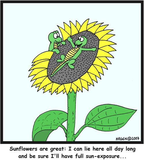 'Sunflowers are great: I can lie here all day long and be sure I'll have full sun-exposure...' 