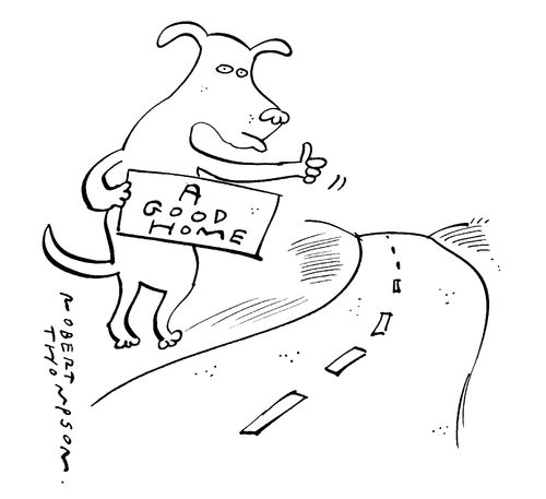 Dog hitch hiking for a good home