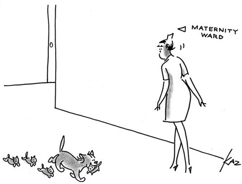 Cat coming out of a maternity ward.