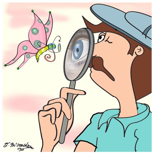 What A Butterfly Sees
